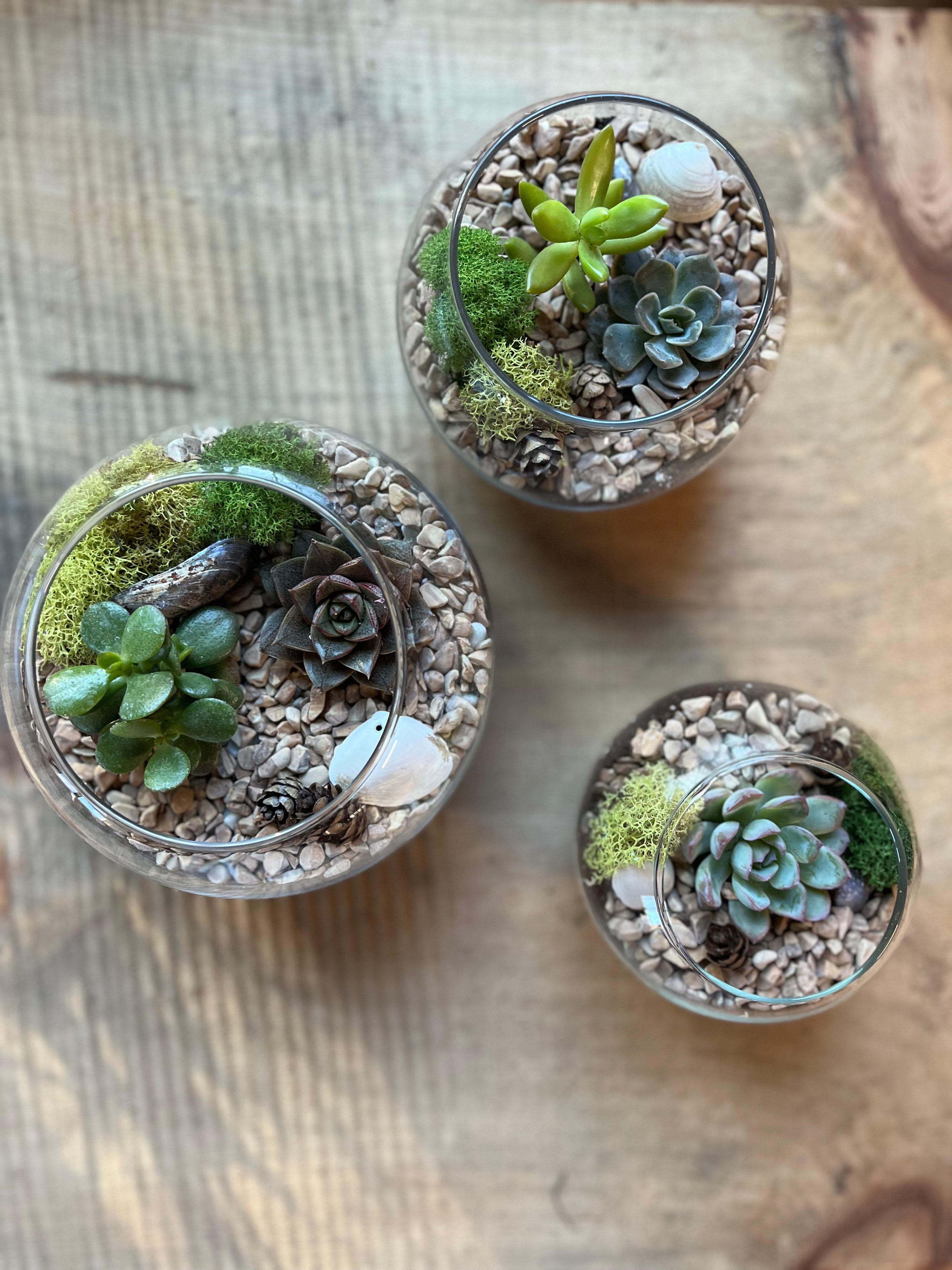 LivingArrangement Succulent Terrarium Kit