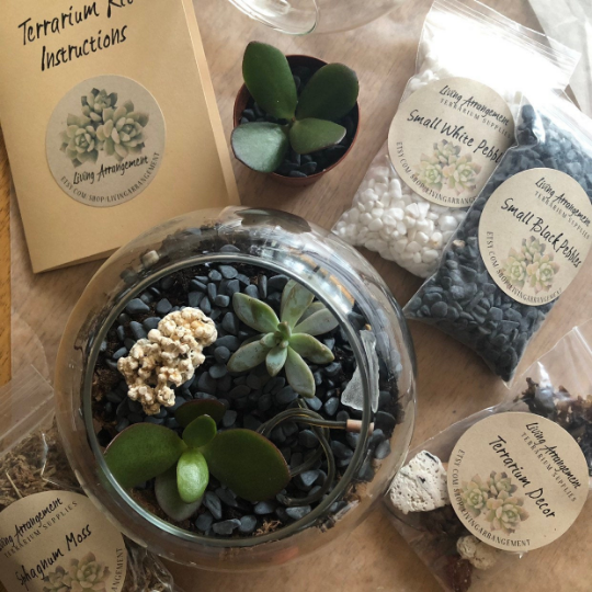 LivingArrangement Succulent Terrarium Kit - Thumbnail 2