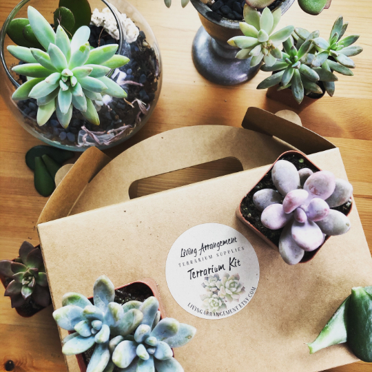 watercolor succulents Watercolor Succulent Planter Sticker main image 0