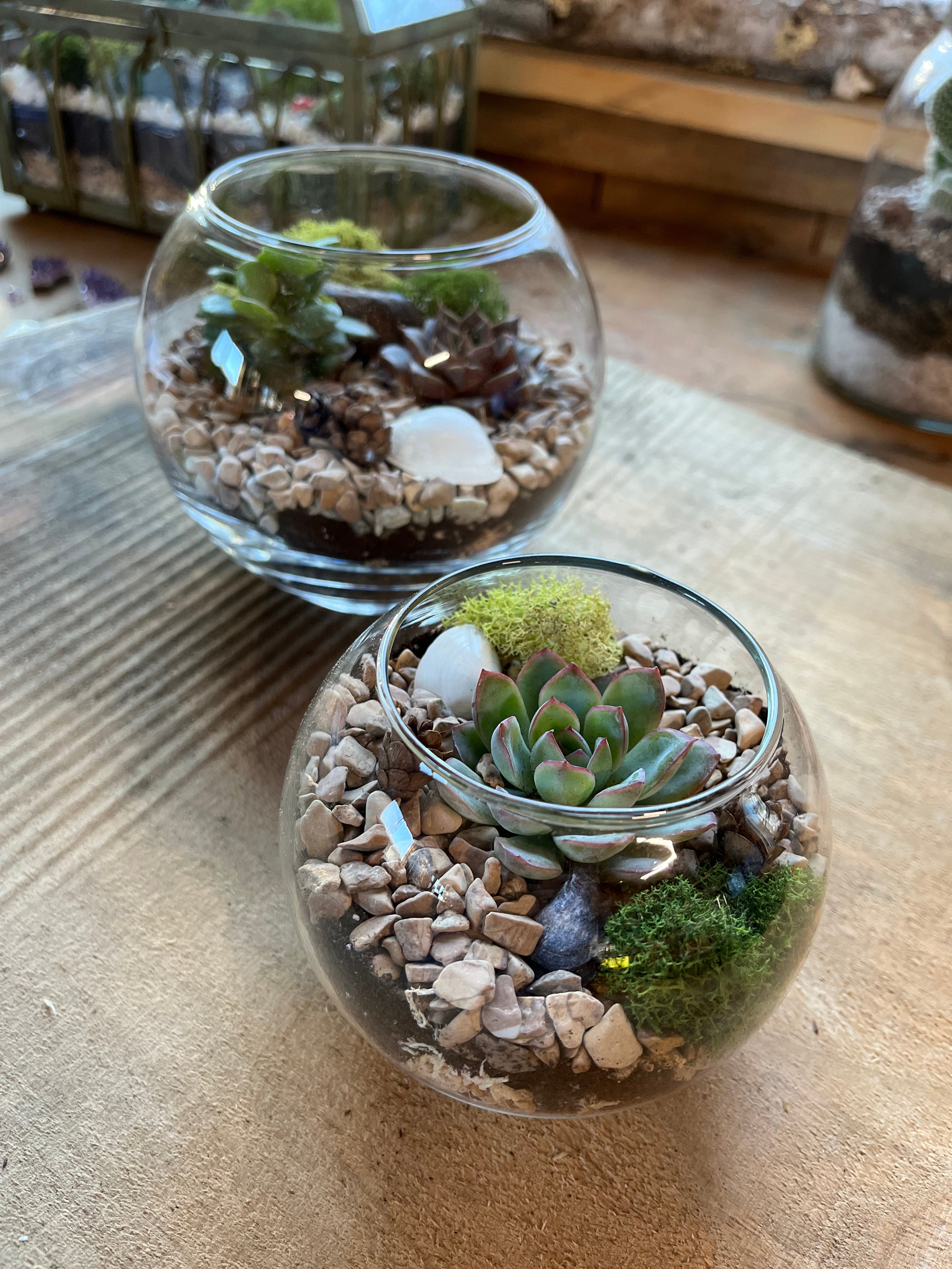 succulent terrarium kit